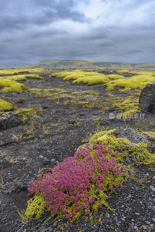 Mossy Lava Field Skaftáreldahraun in South central Iceland